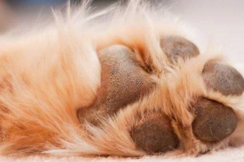 Köpeğimin Patisi Şişti. Sebebi Ne Olabilir?