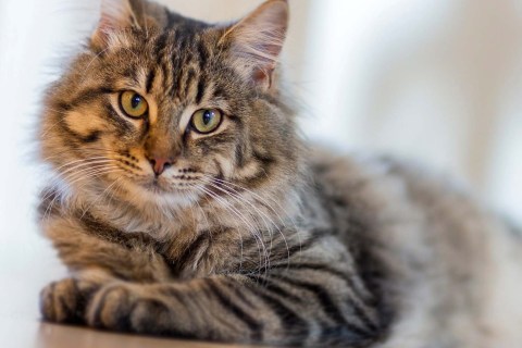 Kedi Beslemek Günah mı? İslamiyette Kedilerin Yeri