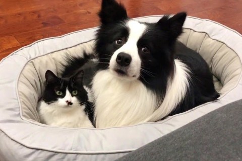 Kedi ve Köpek Aynı Evde Yaşayabilir mi?