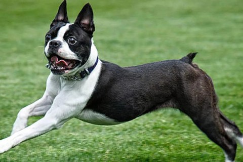 Boston Terrier Cinsi Köpek Özellikleri ve Bakımı
