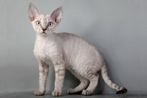 Devon Rex Cinsi Kedi Özellikleri ve Bakımı