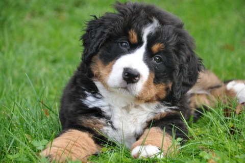 Bernese Dağ Köpeği Cinsi Köpek Özellikleri ve Bakımı