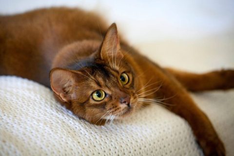 Somali Cinsi Kedi Özellikleri ve Bakımı