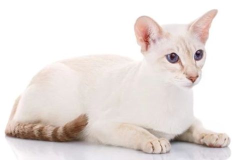 Colorpoint Shorthair Cinsi Kedi Özellikleri ve Bakımı