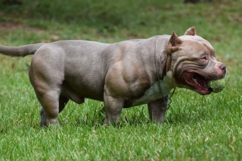 American Bully Cinsi Köpek Özellikleri ve Bakımı