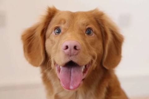 Köpekler Neden Titrer? Köpek Titreme Sorunu Neden Oluşur?