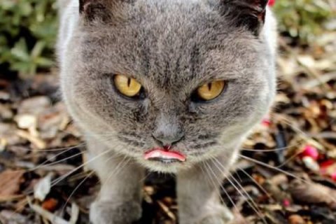 Hasta Kedi Nasıl Beslenmelidir? Hasta Kedi Bakımı