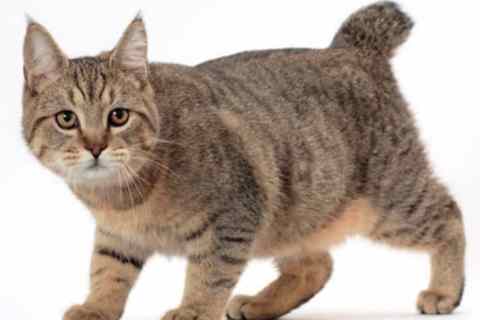 Pixie Bob Cinsi Kedi Özellikleri ve Bakımı