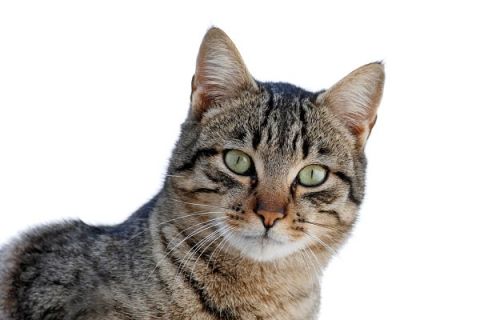 Dragon Li (Chinese Li Hua) Cinsi Kedi Özellikleri ve Bakımı