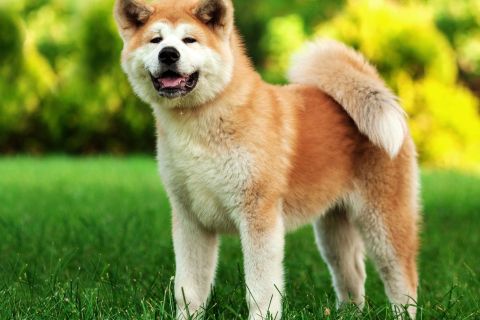 Akita İnu Cinsi Köpek Özellikleri ve Bakımı