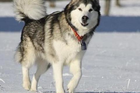 Alaska Kurdu Cinsi Köpek Özellikleri ve Bakımı
