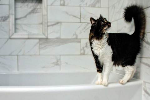 Kediler Yıkamak Zararlı mı? Kedi Yıkanır mı?