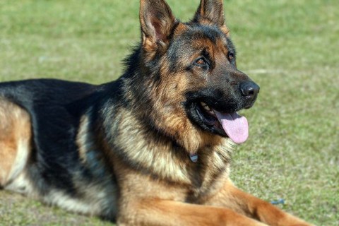 Köpeklerde Sağlıklı Beslenme Rehberi: Doğru Mama Seçimi Nasıl Yapılır?