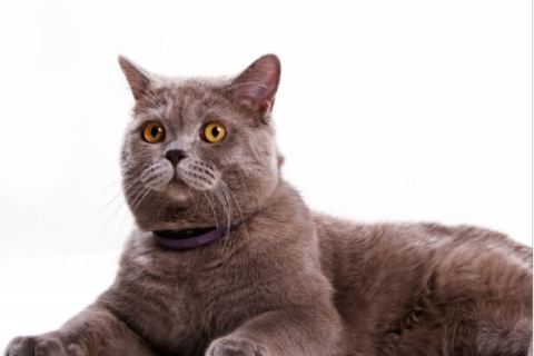 British Shorthair Cinsi Kedi Özellikleri ve Bakımı