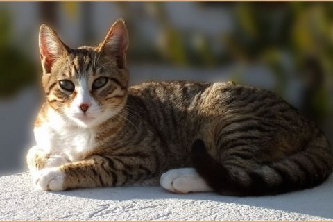 Amerikan Wirehair Kedisinin Genel Özellikleri ve Bakımı