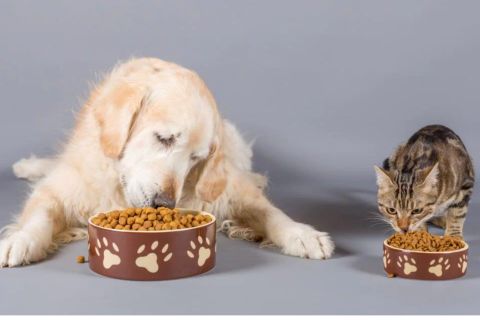 Kedi ve Köpek Mamaları Neden Taze Olmalı