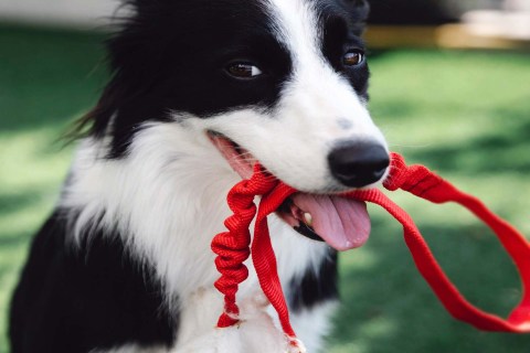 Köpeğinizi Tasma Kullanılmasına Alıştırma