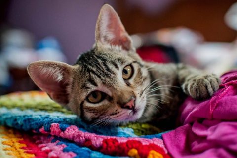 European Shorthair Cinsi Kedi Özellikleri ve Bakımı