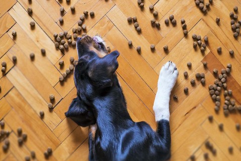 Köpek Maması Seçerken Dikkat Etmeniz Gerekenler