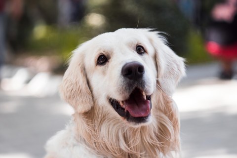 Köpekler Günlük Olarak Ne Kadar Su İçmeli