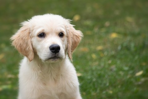 Köpekler Neden Çim Yer? İşte Tüm Detaylar...