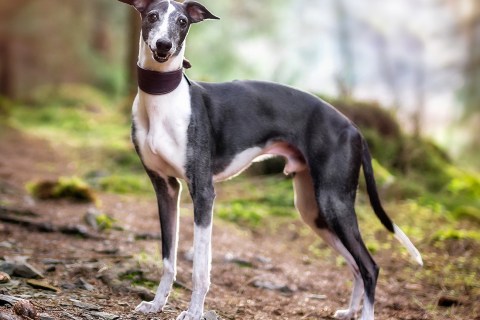 Whippet Cinsi Köpek Özellikleri ve Bakımı