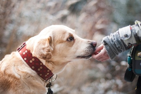 Köpekler Küser mi? Köpeğim Bana Neden Küstü?
