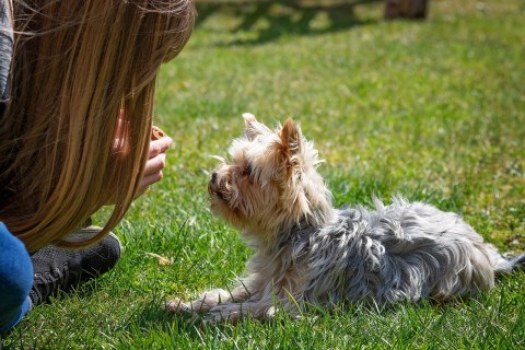 Köpeklerin Sadıklığı ile İlgili Bilgiler