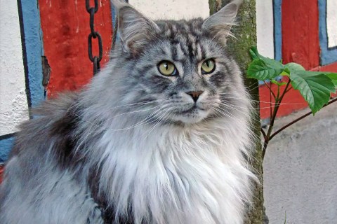 Kedilerde Yaşlanma: Yaşlı Kedilere Bakım ve Destek Yöntemleri