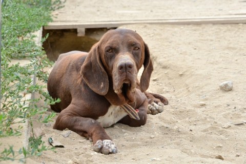 Turkish Pointer (Çatal Burun) Özellikleri ve Bakımı