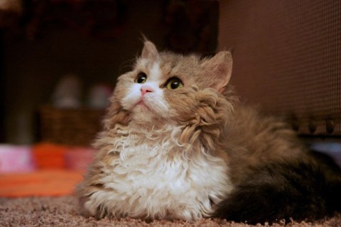 Lambkin Cinsi Kedi Özellikleri ve Bakımı