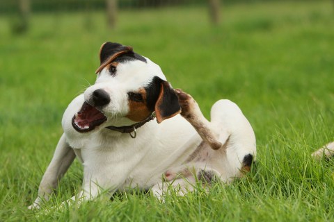 Köpeklerde Pirelerden Korunmanın Yolları Nelerdir?