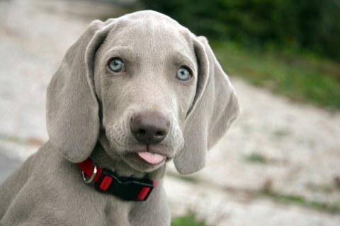 Köpeklerin Eğitiminde En Etkili Yöntemler ve Teknikler