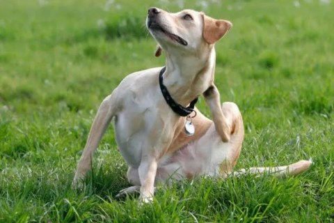 Köpekleri Pire ve Kenelerden En Etkili Koruma Yolları Nelerdir?