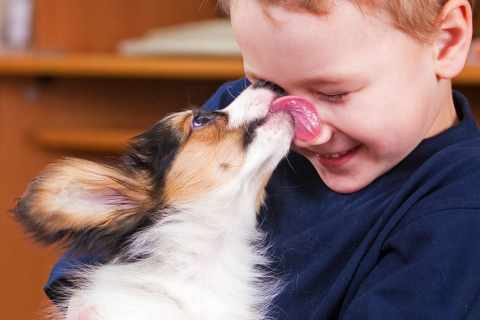 Sevgi Gösterisi: Köpekler Sahibini Neden Yalar?