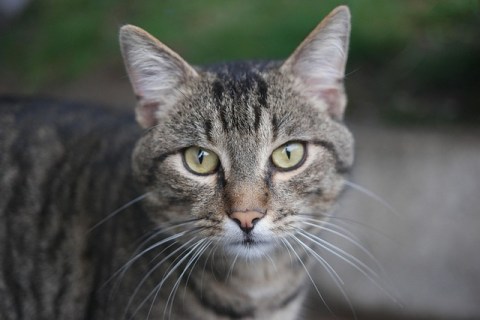 Kediler Neden Mırlama Davranışı Gösterir?