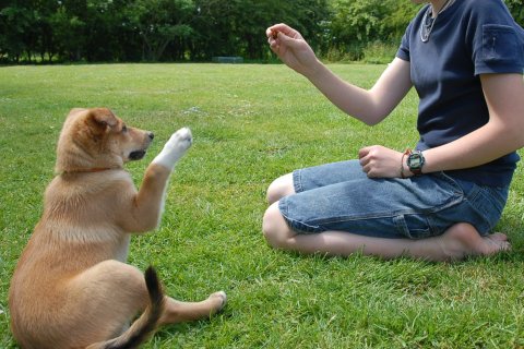 Köpek Kaslarını Güçlendirmek: Etkili Egzersizler ve Beslenme İpuçları