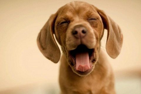Yavru Köpekler Ne Zaman Sokağa Çıkarılmalıdır ?