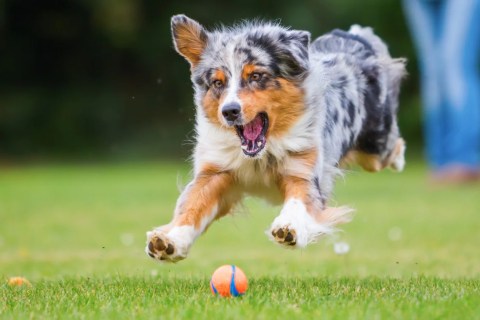 Köpeklerde B12 Vitamini Önemi ve Eksiklik Belirtileri