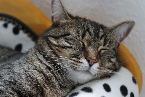 Kedilerde Burun Akıntısının Nedenleri