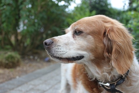  Yavru Ve Yetişkin Köpekler İçin Mama Seçimi Nasıl Olmalıdır ?