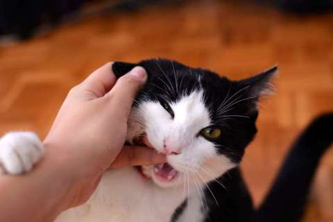 Bazı Kediler Sevildiğinde Niçin Agresif Davranışlar Sergiler?
