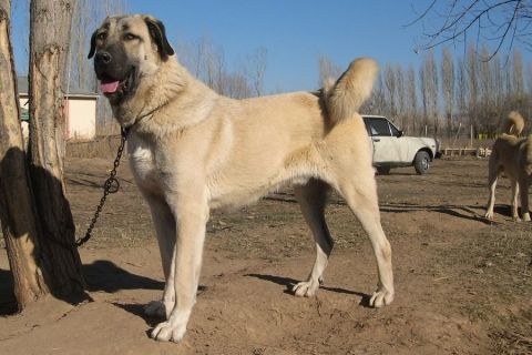 Kangal Cinsi Köpek Özellikleri ve Bakımı
