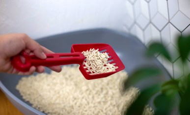 Kedi Kumu Türleri Karşılaştırması: Bentonit, Silika ve Doğal Kum