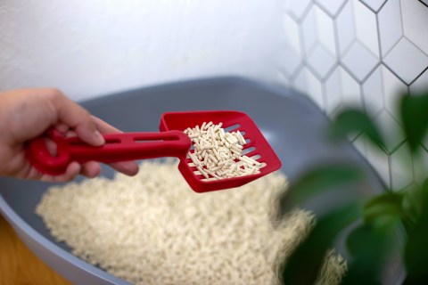 Kedi Kumu Türleri Karşılaştırması: Bentonit, Silika ve Doğal Kum