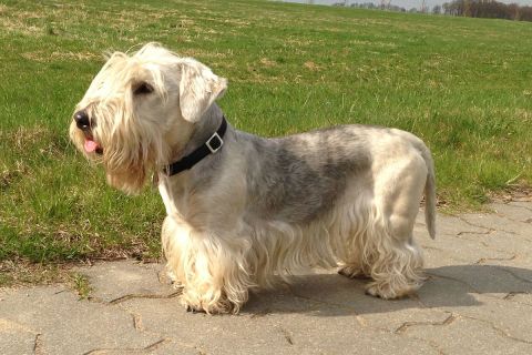Cesky Terrier Özellikleri ve Bakımı
