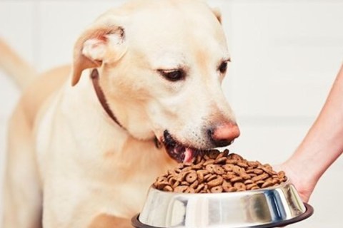 Köpek Ödül Maması Alerji Yapar mı? Belirtileri ve Tedavisi Nedir ?