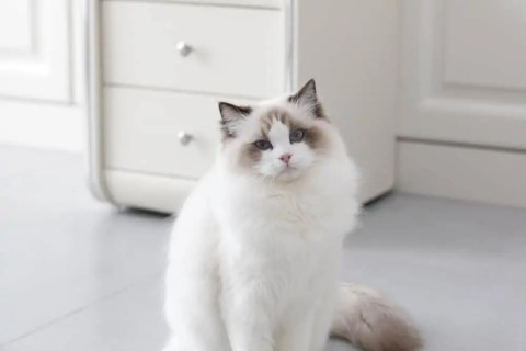 En Arkadaş Canlısı Kedi Irkları Hangileridir?