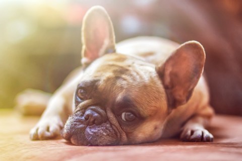 Köpekleri Kenelerden Koruma Yöntemleri
