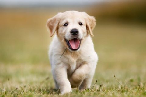 Yavru Köpekler Neden Titrer? Sebepleri Nelerdir?